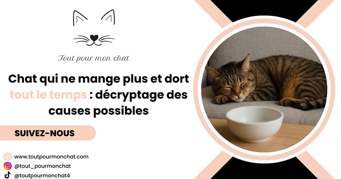 Chat qui ne mange plus et dort tout le temps